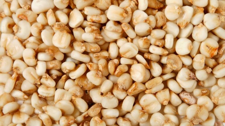 Image of hominy kernels, showcasing the texture and appearance of this traditional ingredient