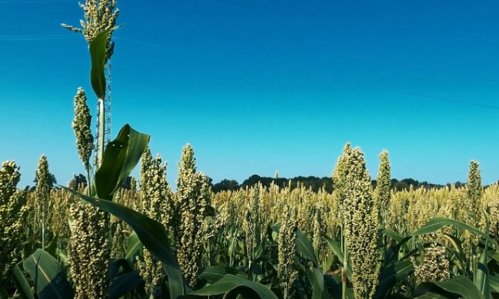 A vibrant field of tall Onyx sorghum stalks swaying gently in the breeze under a clear blue sky